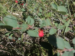 Cotoneaster tjuliniae