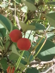Cotoneaster tjuliniae