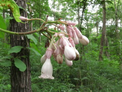 Amalocalyx microlobus