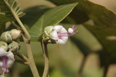 Argyreia osyrensis