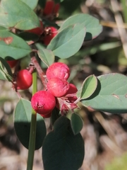 Cotoneaster tjuliniae