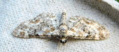 Eupithecia pulchellata