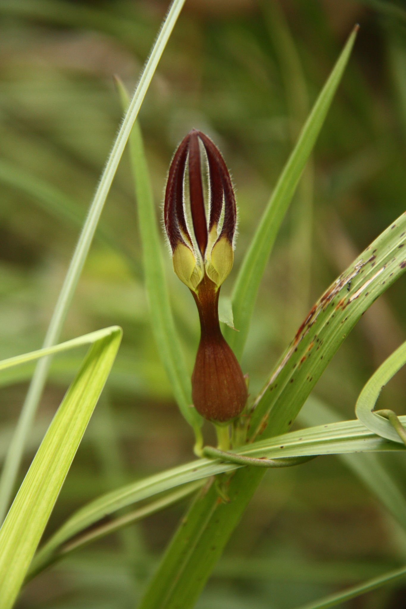 Ceropegia sootepensis