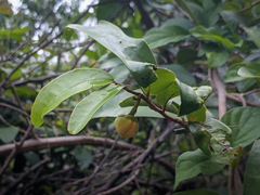 Annona montana