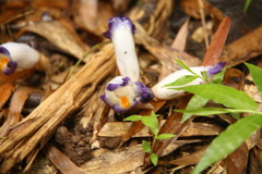 Christisonia siamensis