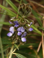 Crotalaria sessiliflora