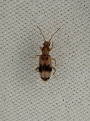 Notoxus calcaratus