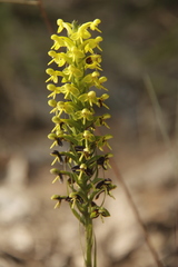 Habenaria chlorina