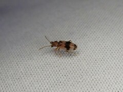 Notoxus calcaratus