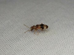 Notoxus calcaratus