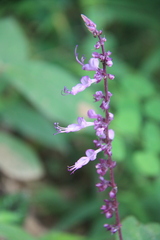 Orthosiphon rotundifolius