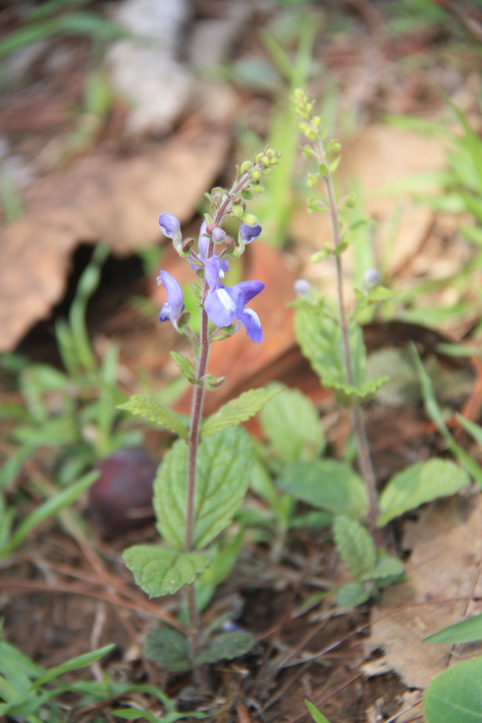Scutellaria incurva