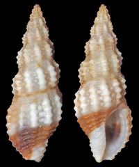 Pseudodaphnella