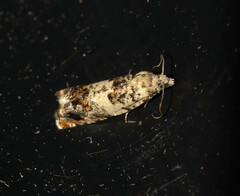 Epinotia subocellana