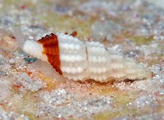 Pseudodaphnella