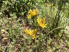 Triteleia crocea