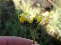 Pilosella lactucella