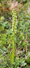 Pseudorchis straminea