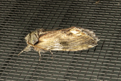 Oedemasia concinna