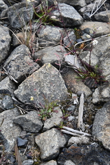 Arabidopsis lyrata petraea