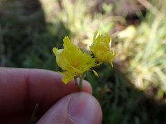 Pilosella lactucella