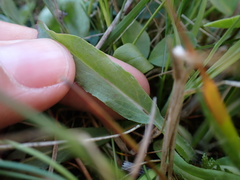 Pilosella lactucella