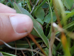 Pilosella lactucella