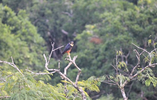 Falco rufigularis image