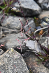 Arabidopsis lyrata petraea