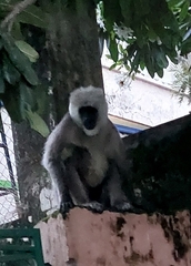 Semnopithecus schistaceus