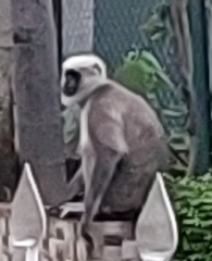 Semnopithecus schistaceus