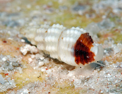 Pseudodaphnella