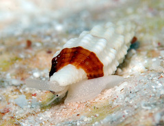 Pseudodaphnella