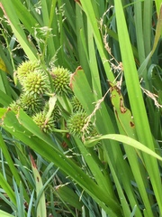 Sparganium eurycarpum