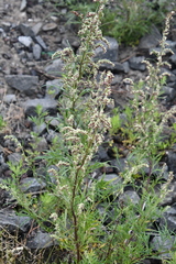 Artemisia vulgaris