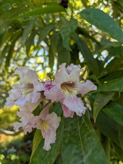 Catalpa