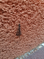 Distoleon tetragrammicus