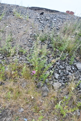 Artemisia vulgaris