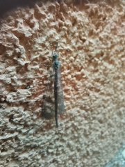 Distoleon tetragrammicus