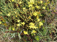 Hypericum costaricense