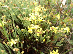 Hypericum costaricense