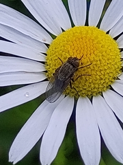 Diptera