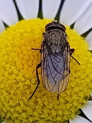 Diptera