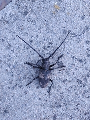 Lamiomimus gottschei