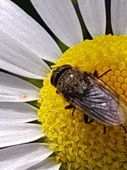 Diptera