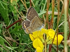 Polyommatus icarus