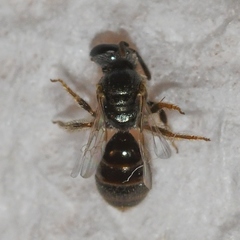 Lasioglossum imitatum