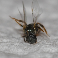 Lasioglossum imitatum