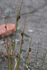 Juncus arcticus