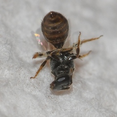 Lasioglossum imitatum